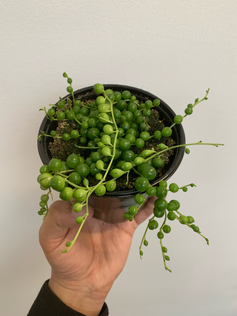 Plant-o-Pedia: String of Pearls