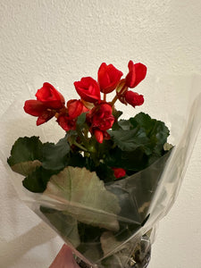 Begonia - Rieger Tuberous