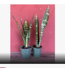 Load image into Gallery viewer, Sansevieria Black Coral - Snake Plant