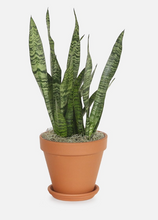 Load image into Gallery viewer, Sansevieria Black Coral - Snake Plant