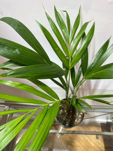 Ravenea Rivularis - Majesty Palm