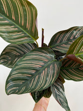 Load image into Gallery viewer, Calathea Ornata - Beauty Star - Pinstripe Plant