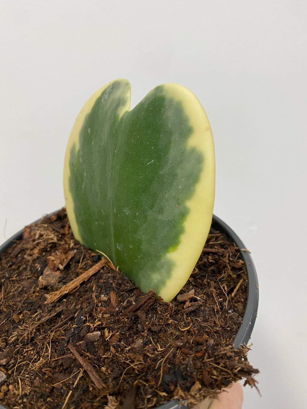 Hoya Kerrii Variegata - Variegated Sweetheart vine