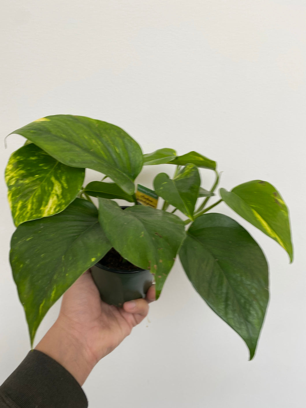 Epipremnum Aureum - Golden Pothos