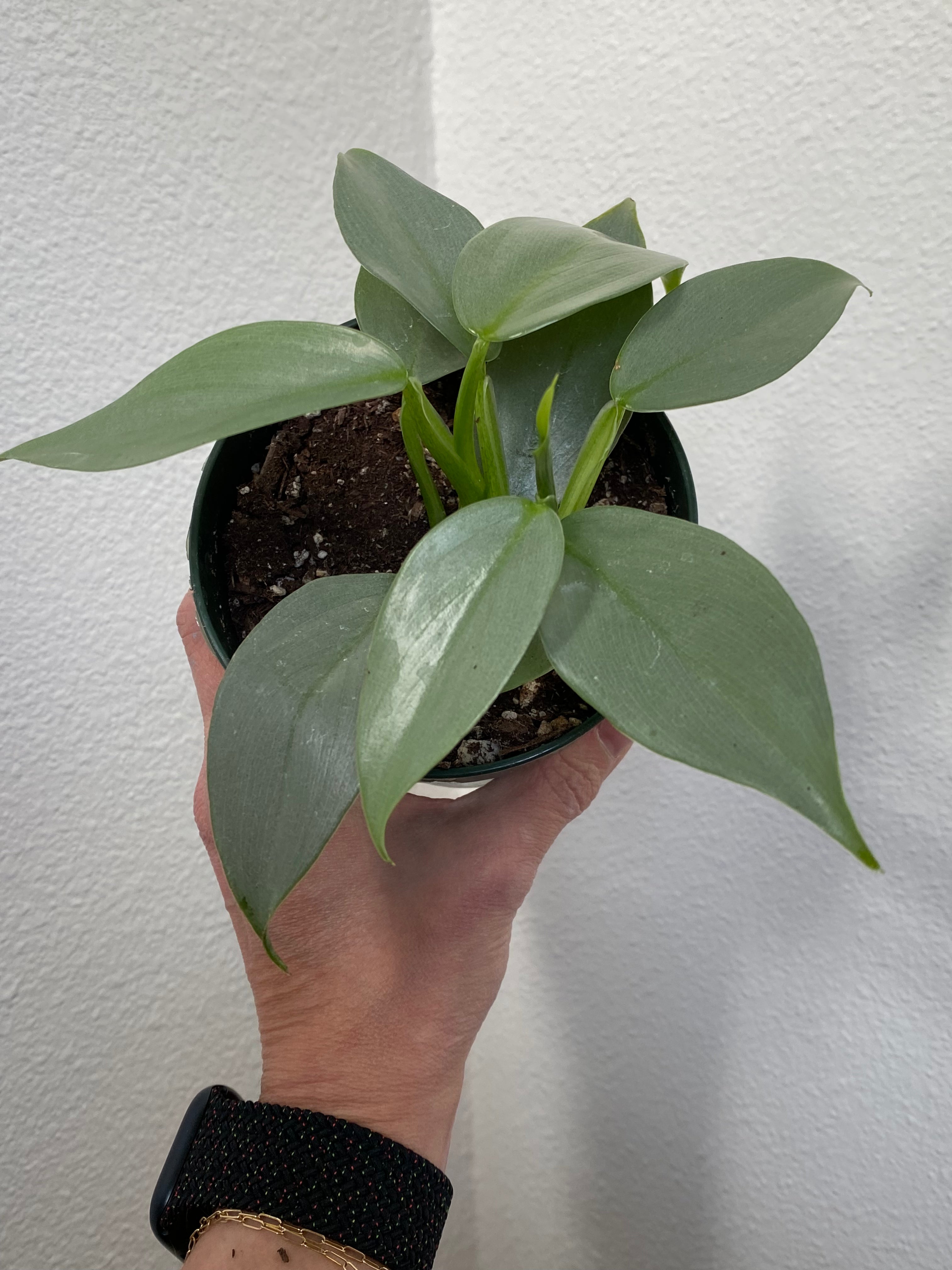 Outlet Philodendron hastatum