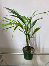 Load image into Gallery viewer, Ravenea Rivularis - Majesty Palm