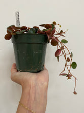 Load image into Gallery viewer, Peperomia - Ruby Cascade