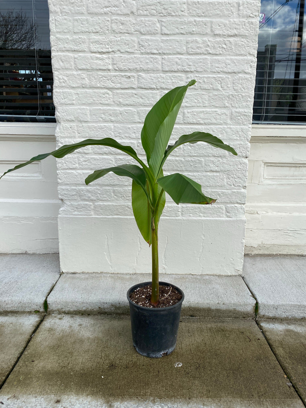 Ensete Maurelli - Banana Plant - Dwarf