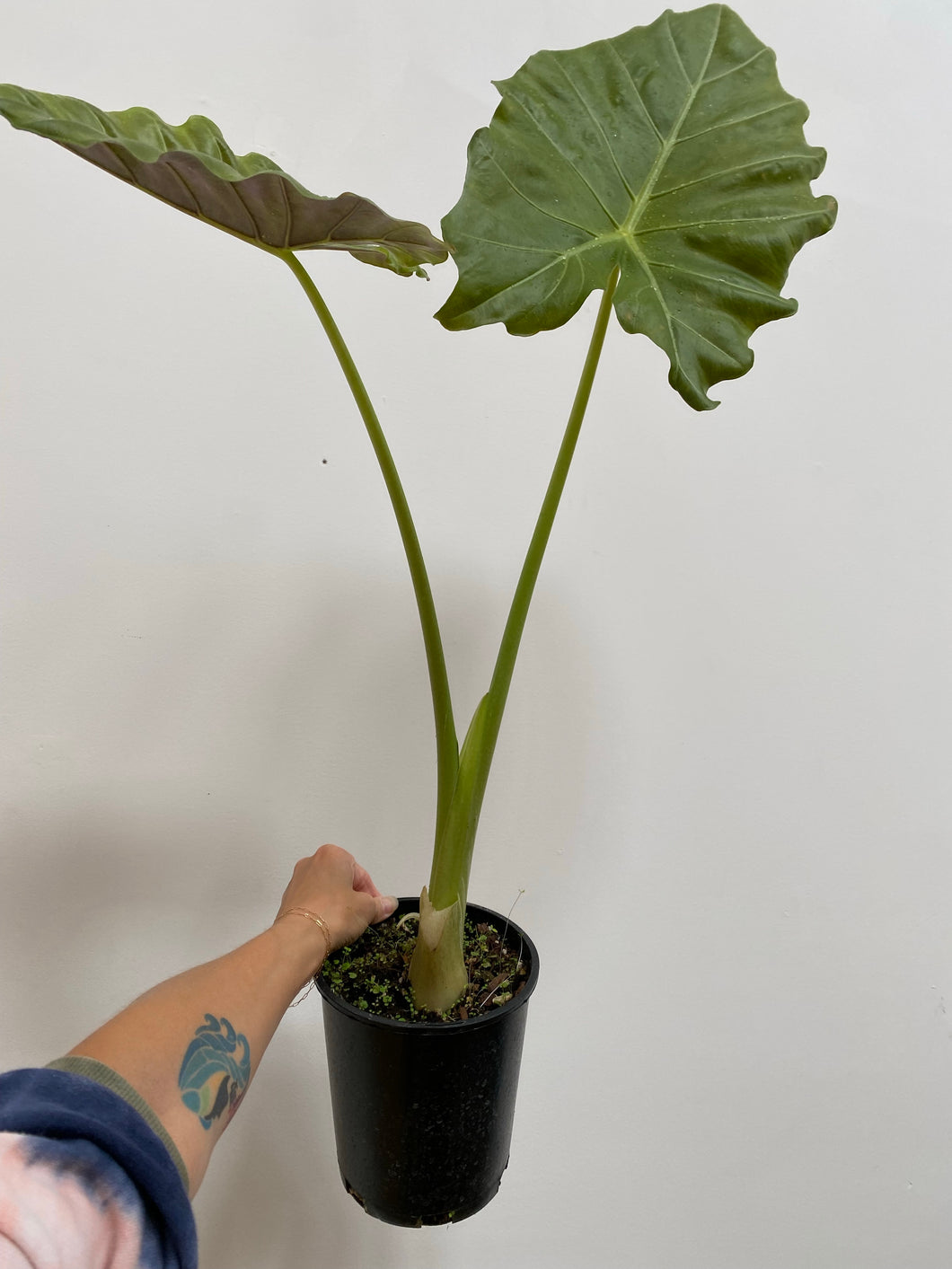 Alocasia - Elephant Ear - Macrorrhiza