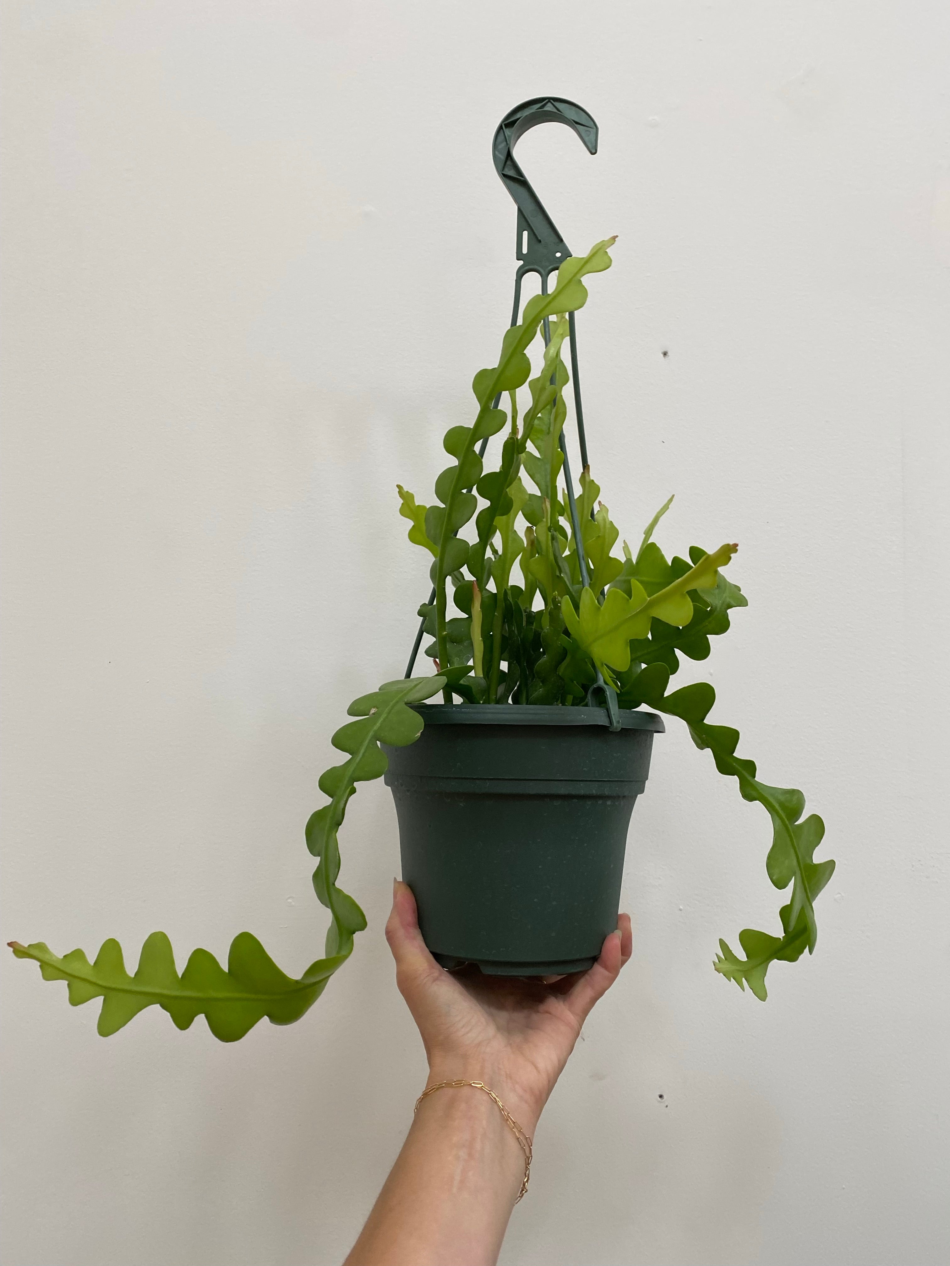Ric Rac Cactus (Epiphyllum anguliger) – Rooted
